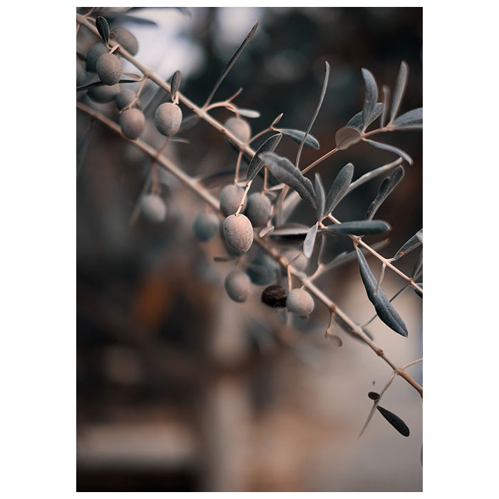 Olive & Moi - Savon liquide 500 ml : 20% HBL - 80% HOV - Bio Cosmos Organic certified by IONC